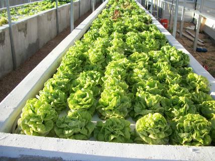 Your source for Aquaponics, Hydroponics, and Greenhouse supplies in Granbury, Texas. Come see our aquaponic system and enjoy greens from our floating garden!