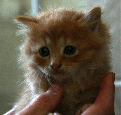 pookajeeliss's profile picture. The most famous ginger cat you will ever meet. Press the follow button now! Meow to you too.