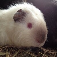 Guinea Pig Rescue (@littlebrambles) Twitter profile photo