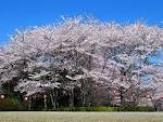 フルート練習してます☆発表する場ないので聞きたい方呼んで下さい!!ｗ
