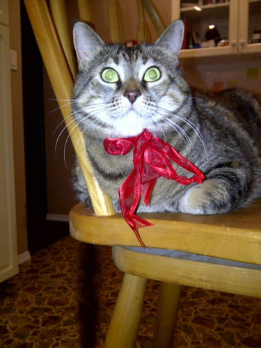 Exec Assistant at CTV. Love travel & adventure, a good laugh, my hubby and my cat. Views expressed here are mine alone.