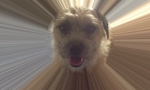 Proud member of the BT posse . Love zoomies & sunpuddlin