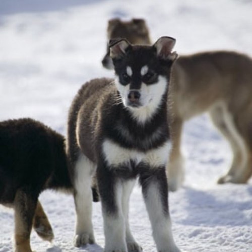 jamesmlover100's profile picture. Coco jones followed me 2/23/13!!!