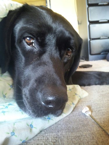 12shin90gostar's profile picture. 映画、料理、旅行、温泉が好きです🥺

誰が友達になってもらえる人がいたら気軽にメッセージ貰えたら嬉しいです！🐕