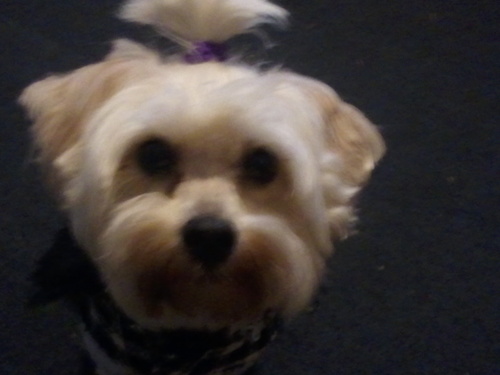 Hi I am a dog named Alexandra, but they call me Lil Alex as a nickname. B:•)