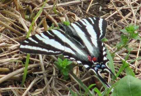 NhStags's profile picture. 