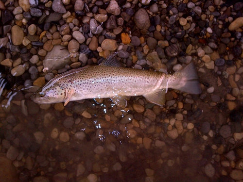 Greg (clumsy_fly) is a guy that really enjoys all aspects of fishing, mainly fly fishing on the bow river and other rivers in southern Alberta.