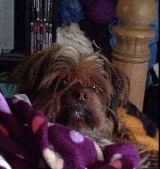 loves the Steelers