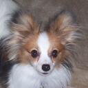 Trish Morrison - @trish411 - Twitter