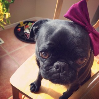 BeniCasey's profile picture. I did't chose the pug life, the pug life chose me