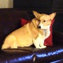 Debbie Seals - @hillsidecorgi - Twitter