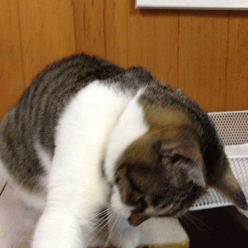 サブカル全般大好き ABA中村かさねアナ大好きです。