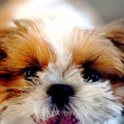 213dog's profile picture. I'm a shih-tzu who lives in downtown Los Angeles and works as the loss prevention officer at @RawMaterials.