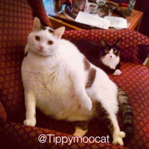 TippyMooCat's profile picture. ❤️RIP Tippy: 2004(?)- 10/20/16 💜Precious: 2003- 💚TuxieSpaghetti: 2010-