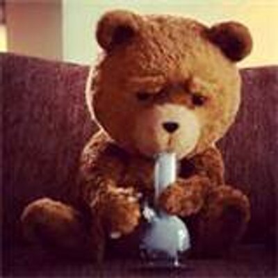 teddy el oso