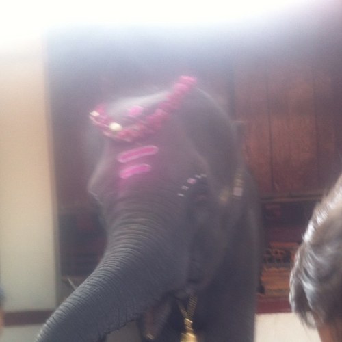 MAHANIDHIYOGA's profile picture. i am Student of  K.PATTABI JOIS ASTANGA Yoga Shala