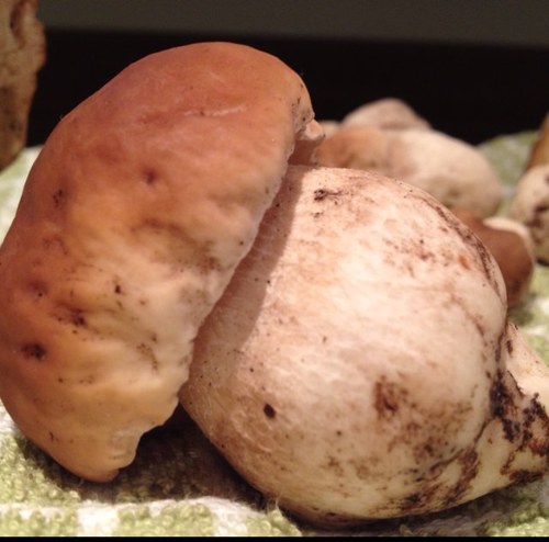 Wild Food, Wild Mushrooms and delicious recipes from the Wild Ingredients! #wildfood #foraging