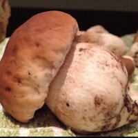 The Wild Foodie (@eatwildfood) 's Twitter Profile