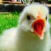 Choice Blindness Lab (@choiceblindness) 's Twitter Profile