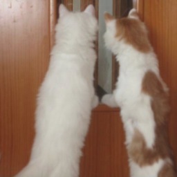 International Center for Veterinary Services (ICVS) is a full-service animal hospital & pet care facility in China. Expert advice on pet import & export.