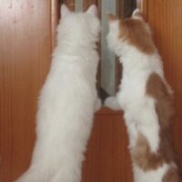 ICVS Animal Hospital (@icvs) 's Twitter Profile