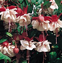 Large Range of Quality Starter Plants and Plug Plants that make your garden really bloom beautifully in the Summer. #Plants, #Gardening, #PlugPlants