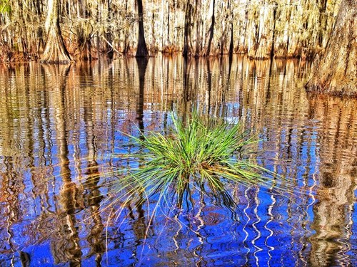 Rigolette Louisiana ... #lovinglouisiana #kayaklouisiana