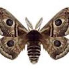 エーミールbot En Twitter 家に帰ったらwwwwwwクジャクヤママユ がwwwww壊されてたwwwwwwwヒョファァァァァァァwwwwwww エーミールbot En Twitter 家に帰ったらwwwwwwクジャクヤママユ がwwwww壊されてたwwwwwwwヒョファァァァァァァwwwwwww