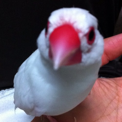 鳥さんのプロフィール画像