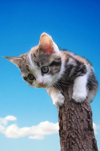 ずぅ(=^. .^=)さんのプロフィール画像