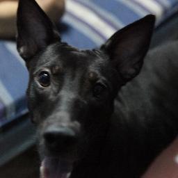 boodiepj's profile picture. 