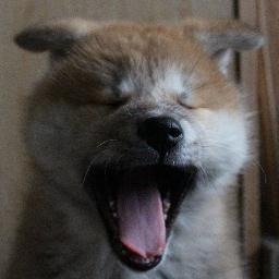 12年9月生の秋田犬女の子かのこを富山で飼ってます。