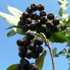 Blue Marble Berry Farm is in Summitview, Washington, and is a grower/producer of #Aronia Berries. Offering the world's healthiest berries to everyone!