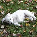 Jamie Barrows - @rockabillyjedi - Twitter