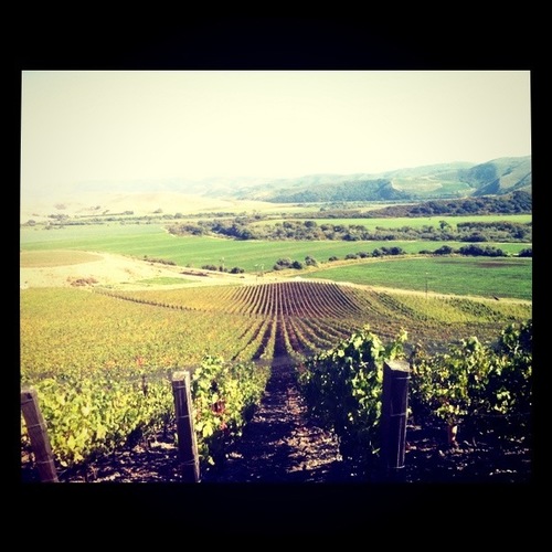 Pinot Noir and Chardonnay from the westernmost edge of the Sta. Rita Hills.  A project by Sashi Moorman & Rajat Parr.