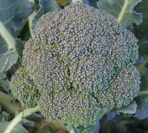 Developing an eastern broccoli industry. A multi-institutional project sponsored by USDA-SCRI. Main tweeter: T Bjorkman, Cornell Univ.
