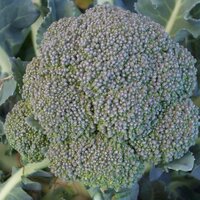 Eastern Broccoli (@easternbroccoli) 's Twitter Profile