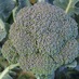 Eastern Broccoli (@easternbroccoli) Twitter profile photo Eastern Broccoli (@easternbroccoli) Twitter profile photo