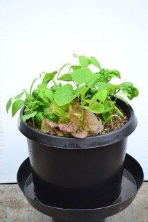 Help your flowers bloom the green way with Compost Tumblers!