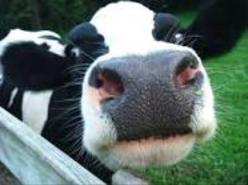 MOO MOO MOO MOO MOO