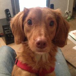 Every day a new picture from Aston The Dog