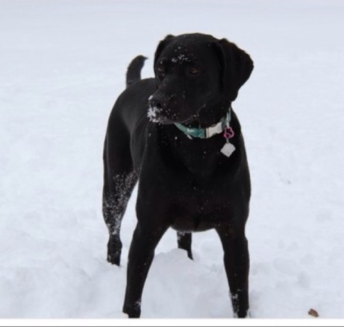 Christina Dorow Profile