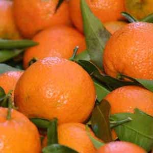 AroundAlmeria's profile picture. The Ultimate Business Directory for the Almeria Province