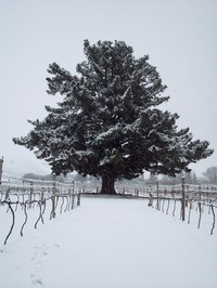 Pinot with passion! Our family's single vineyard site has long been a lover's rendezvous. Join us in our love affair with Central Otago wine.