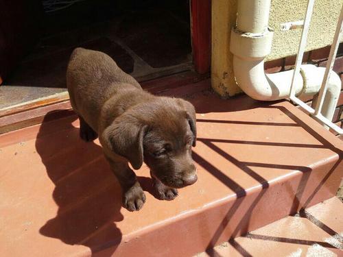 I am a chocolate Labrador puppy from South Africa. I live with my mom and dad in Cape Town.