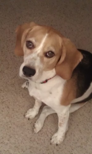 AZbeagle66's profile picture. 