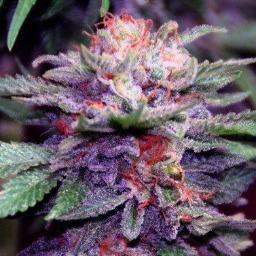 Please, Go Check Out My Website To Start Growing Elite Marijuana! Thank You!