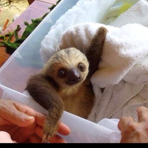 SlothMasters's profile picture. Follow the real sloth @YaBoySlothHomie