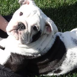 English bulldog champion sired rare black & white, blue, tri gene carriers, available to forever quality homes. I have  AKC  & Int Ch.