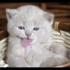 acpypoline's profile picture. @follovingg